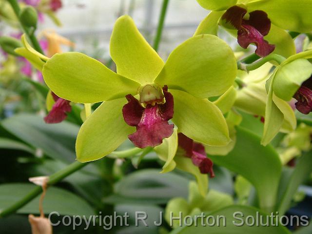 Orchid Dendrobium Amazone Trading